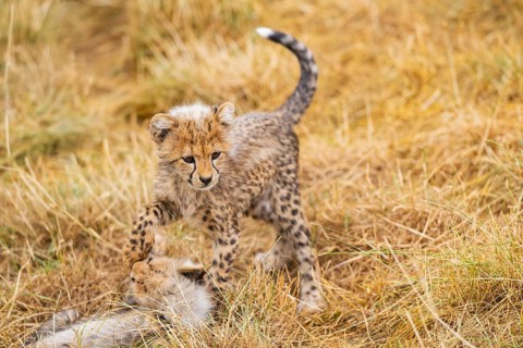 Cheetah (Acinonyx jubatus) youngster walking on a meadow, captive, occurrence Africa