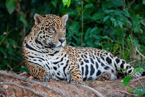 Jaguar (Panthera onca) Pantanal Brazil