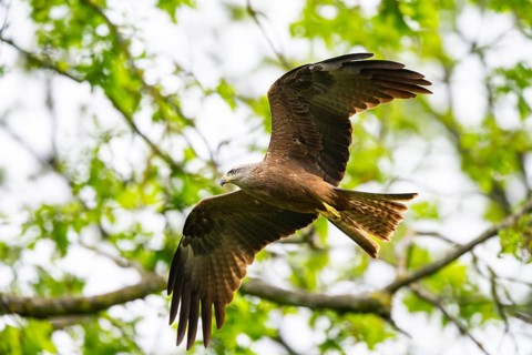 Black kite (Milvus migrans) flying in a forest in early summer, Bavaria, Germany
