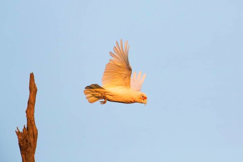 Long-billed Corella (Cacatua tenuirostris) taking flight Victoria, Australia
