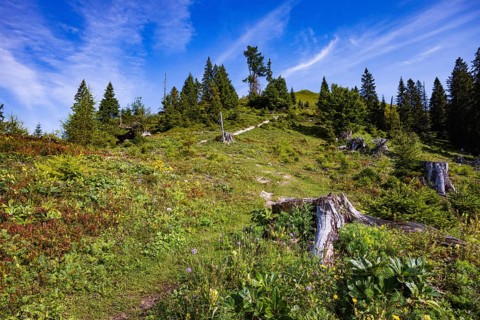 Hiking trail to the summit of the Taborberg, Lammertal, Osterhorn group, Salzkammergut, Salzburg