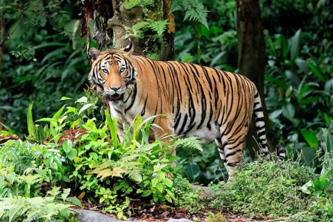 Malaysia tiger (Panthera tigris jacksoni), adult, alert, Malaysia, Southeast Asia
