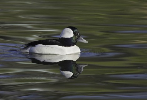 Bufflehead (Bucephala albeola) male, California, USA