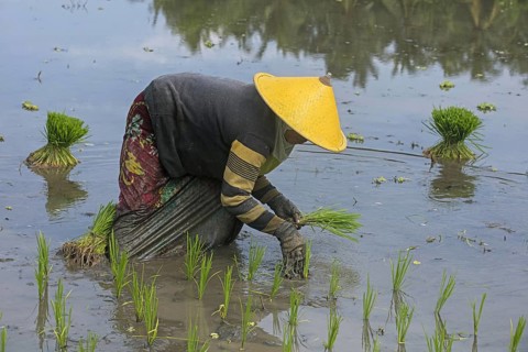 Indonesian woman with traditional conical hat, caping planting rice in paddy field on the island