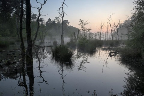 Landslide area, edge area, bank, with dead trees, at sunrise, Bottrop, Ruhr area, North