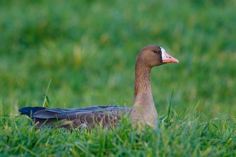 Greater White-fronted Goose (Anser albifrons), North Rhine-Westphalia, Germany