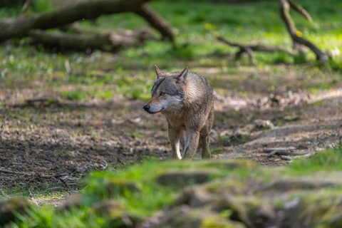 One eurasian gray wolf (Canis lupus lupus) running through an open forest. Watching something on