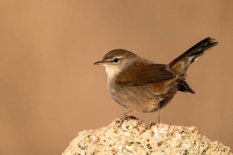 Cetti's Warbler (Cettia cetti) perched on a rock, Castile-La Mancha, Spain
