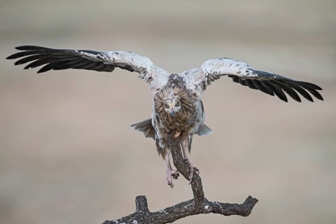 Egyptian Vulture (Neophron percnopterus) perched on an old branch, Castile-La Mancha, Spain