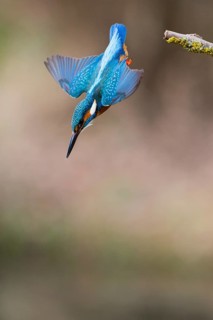 Kingfisher (Alcedo attis), adult male, in flight diving from a branch into a stream to catch a