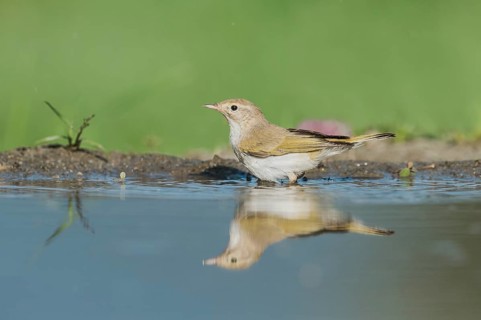 Western Bonelli's Warbler (Phylloscopus bonelli) standing in a waterhole, Aostatal, Italia