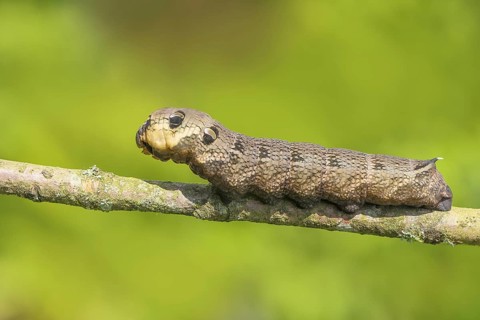 Elephant hawk-moth (Deilephila elpenor), caterpillar on an old branch, elephant hawk-moths, moths,
