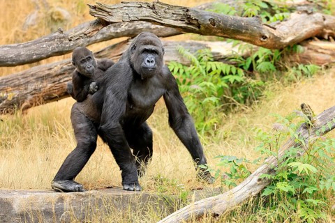 Western gorilla (Gorilla gorilla), adult, female, carrying, juvenile, on back