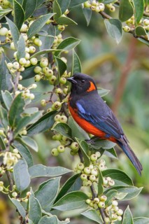 Scarlet-bellied Mountain-Tanager (Anisognathus igniventris) feeding on berries in Manu National