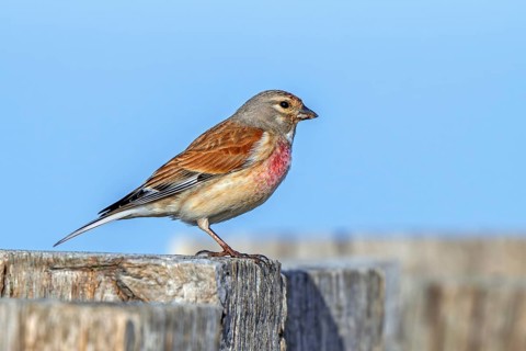 Common linnet (Linaria cannabina, Carduelis cannabina) male in breeding plumage perched on wooden