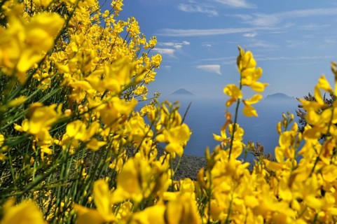 View of the volcanic island of Stromboli through yellow-blooming broom, Salina, Aeolian or Lipari