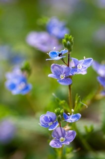Honorary prize, female bite, gamander honor prize, cat's eye, loyal to men, plantaginaceae,