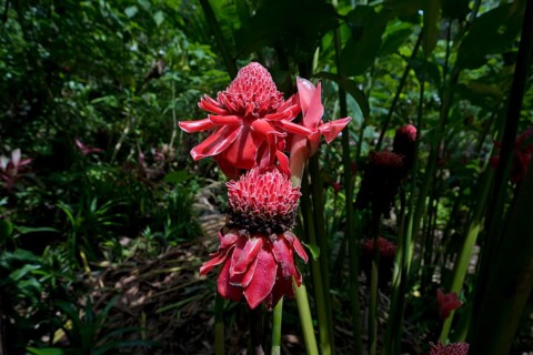 Torch ginger (Etlingera elatior) at the Kuang Si Falls, Luang Prabang, Kuang Si, Luang Prabang