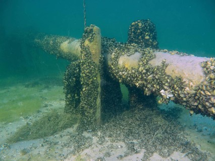 Underwater image of a tube covered by Quagga triangular mussels (Dreissena rostriformis bugensis),