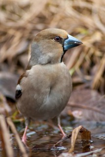 Coccothraustes Coccothraustes, Hawfinch, Heartbiter, Bath, Bird Bath, Birds, Garden, High Size,