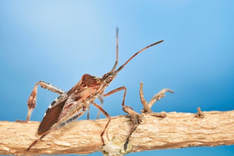 Western conifer seed bug (Leptoglossus occidentalis), North Rhine-Westphalia, Germany