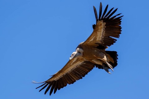 Griffon Vulture (Gyps fulvus) flying, Spain