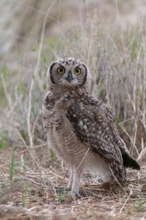 Spotted Eagle-owl (Bubo africanus) juvenile, Northern Cape, South Africa