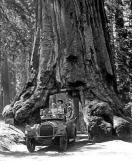 Car journey through the giant sequoia (Sequoiadendron giganteum), Wawona Tree, the tunnel was built