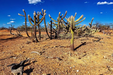 Cacti in a dry landscape with intense blue skies and sparse growth, the thornshrub savanna in the
