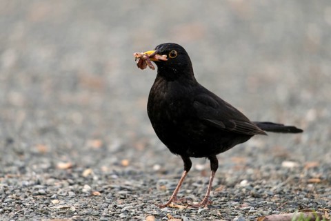 Blackbird, blackbird, earthworm, lumbricidae, turdus merula, birds, foraging, foraging, passeri,