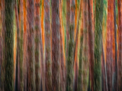 Pine trunks in line and structure, Nossentiner Schwinzer Heide nature park Park,