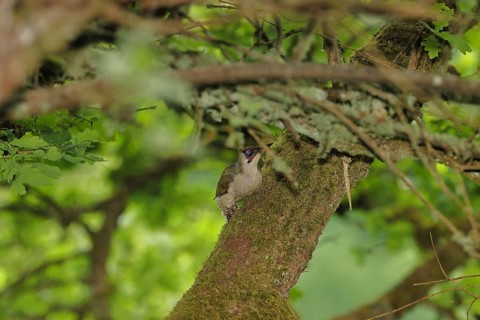 A male green woodpecker (Picus viridis) sits well hidden amongst the branches of an oak tree,