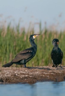 Black shag, cormorant, phalacrocorax carbo, birds, high size, portrait format, pelecaniforms,