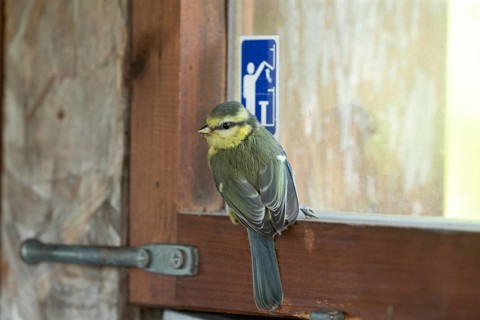 Blue tit (Cyanistes Caeruleus) juvenile bird on a window in the North hide, RSPB Minsmere nature