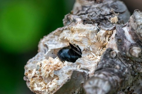 Apidae, bees, blue wood bee, large wood bee, hymenoptera, violet-winged wood bee, xylocopa