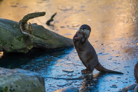 One oriental small-clawed otter or Asian small-clawed otter (Aonyx cinerea), plays with a small