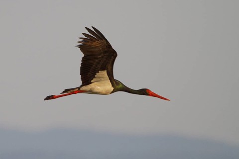 Black Stork (Ciconia nigra) flying, Greece