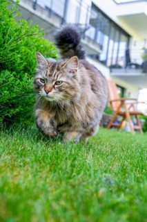 Hunting behavior, Siberian cat, pedigree cat running across grass in a garden, symbolic photo cat