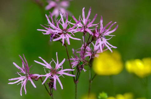 Caryophyllaceae, cuckoo clove, lychnis flos-cuculi, clove family, ragged-robin, silene flos-cuculi,