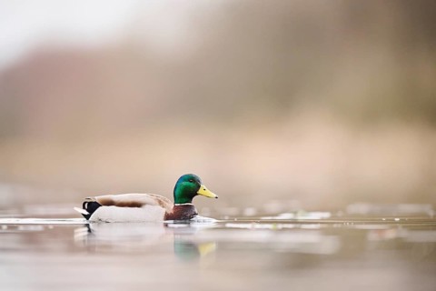 Wild duck (Anas platyrhynchos) male swimming on a lake, Bavaria, Germany