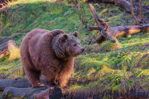 An adult female brown bear (Ursus arctos arctos) walks through hilly terrain with trees and rocks