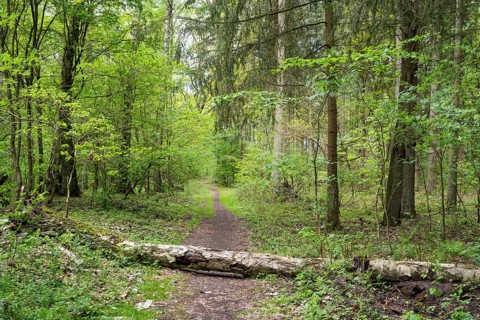 Fallen tree trunk on a forest trail, deciduous forest, spring, Müritz National Park, Mecklenburg