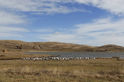 Black-necked Crane (Grus nigricollis), Dashanbo, China