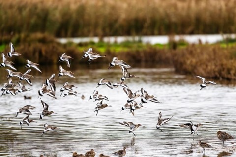 Black-tailed Godwits, Limosa limosa, birds in flight over marshes