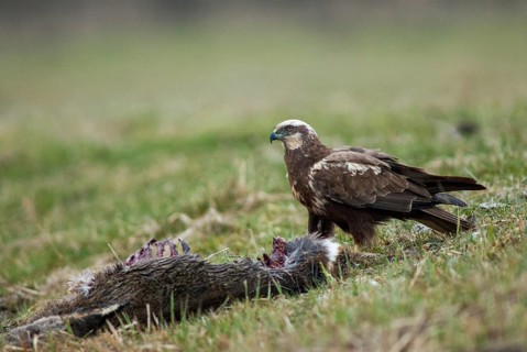 Accipitriformes, Circus Aeruginosus, Marsh Harrier, Harrier, Birds, Wild Game, Female, Birds of