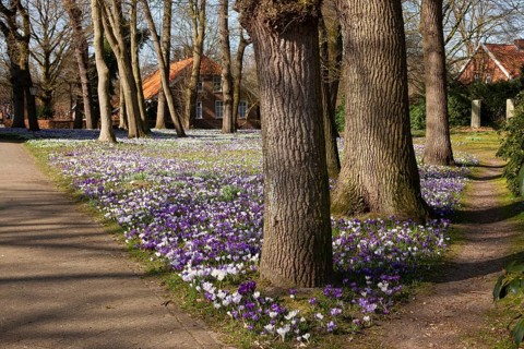 Crocuses, spring crocuses, crocus field, carpet of flowers, spring saffron, iris family, Backemoor,