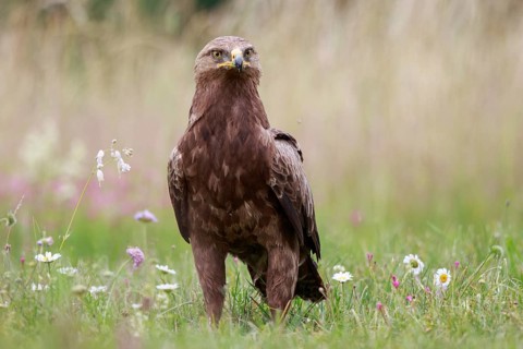 Lesser Spotted Eagle (Clanga pomarina) on grassland, Poland