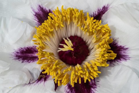 Shrub peony (Paeonia suffruticosa Dojean), detail, Emsland, Lower Saxony, Germany