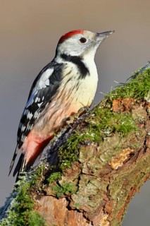 Middle spotted woodpecker (Dendrocopos medius), sitting on a branch covered with moss, Wilnsdorf,