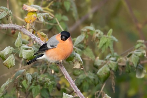 Eurasian bullfinch (Pyrrhula pyrrhula) adult male bird in a hedgerow in winter, Suffolk, England,
